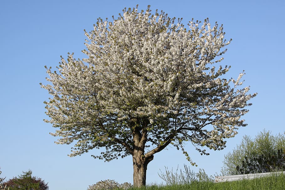 cherry, spring, white, flowers, fruit tree, plant, growth, sky HD wallpaper