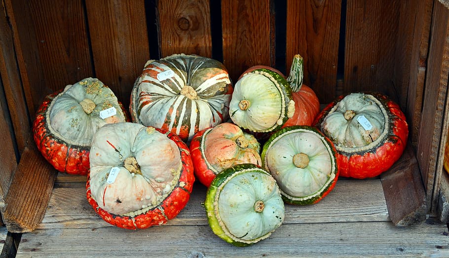 Pumpkin, Harvest Time, Sale, Decoration, benefit from, pumpkin yard cordes, HD wallpaper