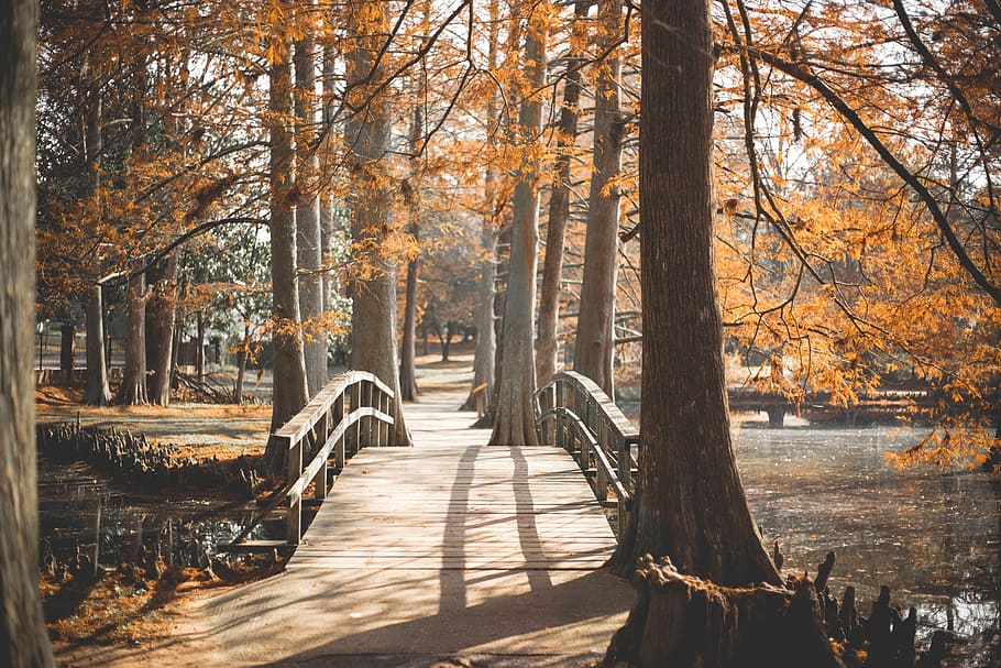bridge surrounded by trees, park, outside, walk, path, journey HD wallpaper