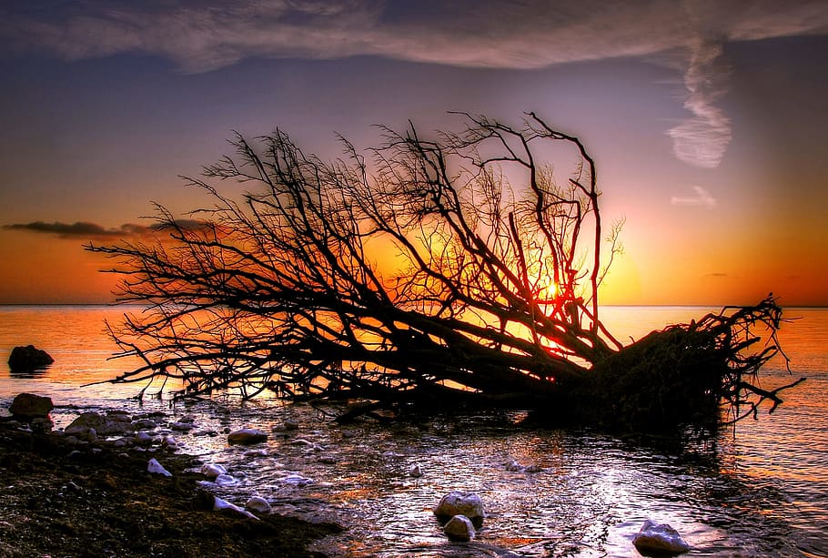 silhouette of driftwood on seashore, Món, Sun, Sunny, Nature HD wallpaper