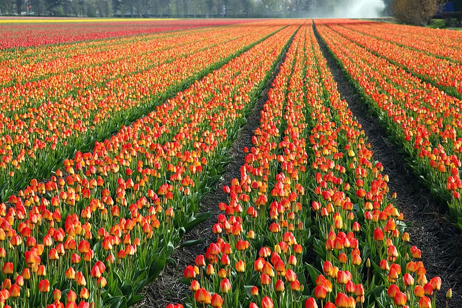 Tulips, Field, Fields, Orange, red, background, flower, flowers HD wallpaper