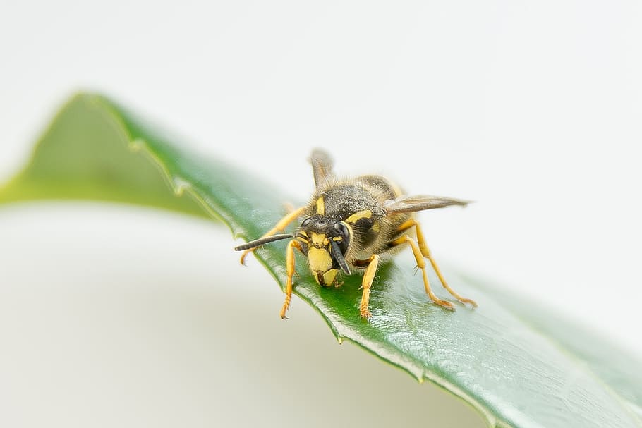 wasp, insect, close, macro, summer, sting, leaf, yellow, nature HD wallpaper