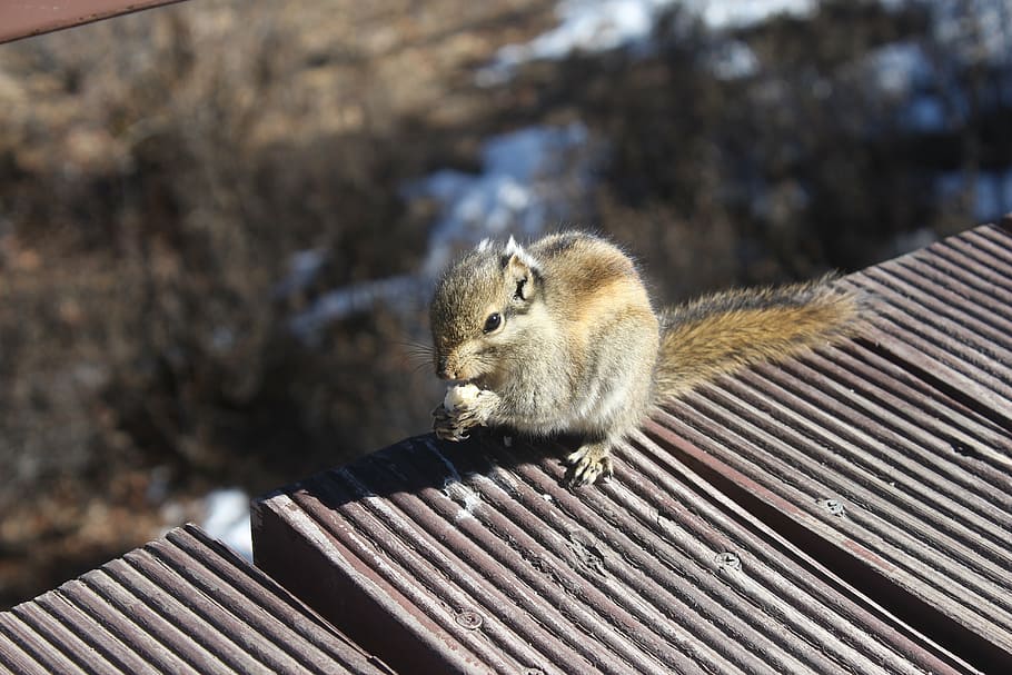 squirrel, animal, close-up, animal wildlife, one animal, animals in the wild HD wallpaper