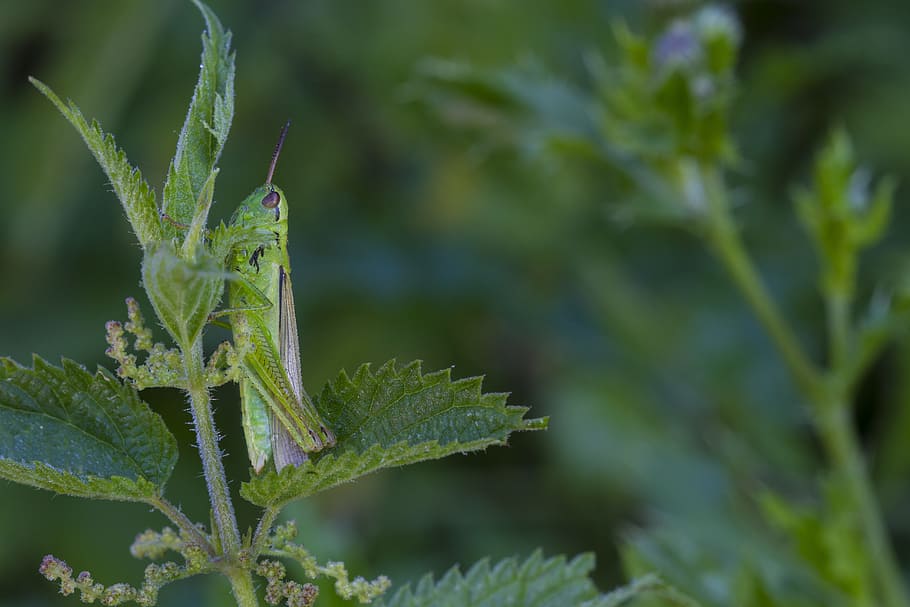 grasshopper, viridissima, green, green color, animal themes HD wallpaper