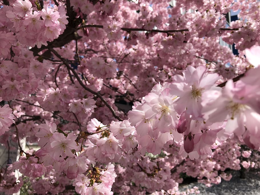 cherry blossom, spring, tree, cherry tree, pink, bloom, nature HD wallpaper