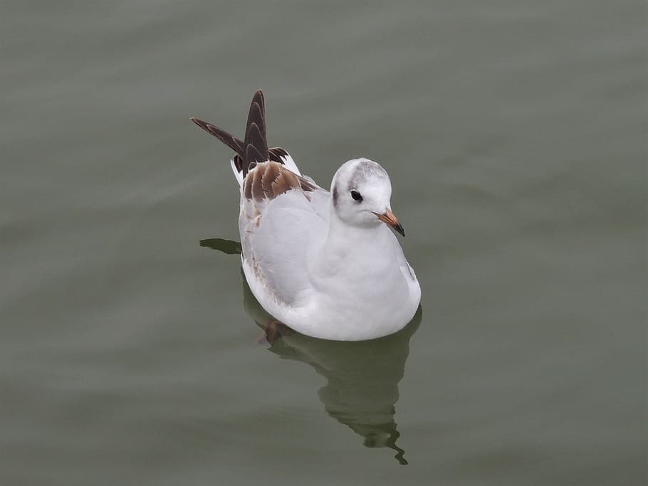 bonaparte's gull, bird, wildlife, nature, seagull, birding, HD wallpaper