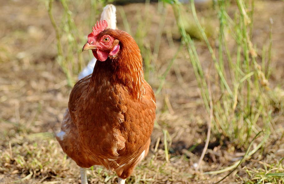 chicken, hen, poultry, range, livestock, farm, bird, chickens HD wallpaper