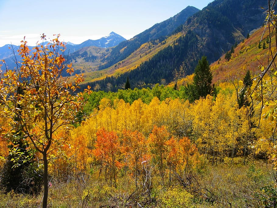 hills surrounded of trees, forest, autumn, fall, blue sky, nature HD wallpaper
