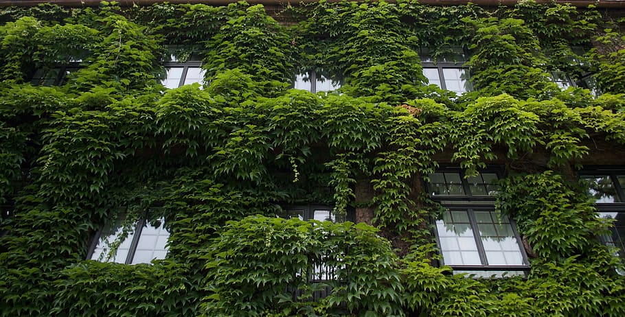 Online crop | HD wallpaper: House, Overgrown, Windows, Vines, exterior ...