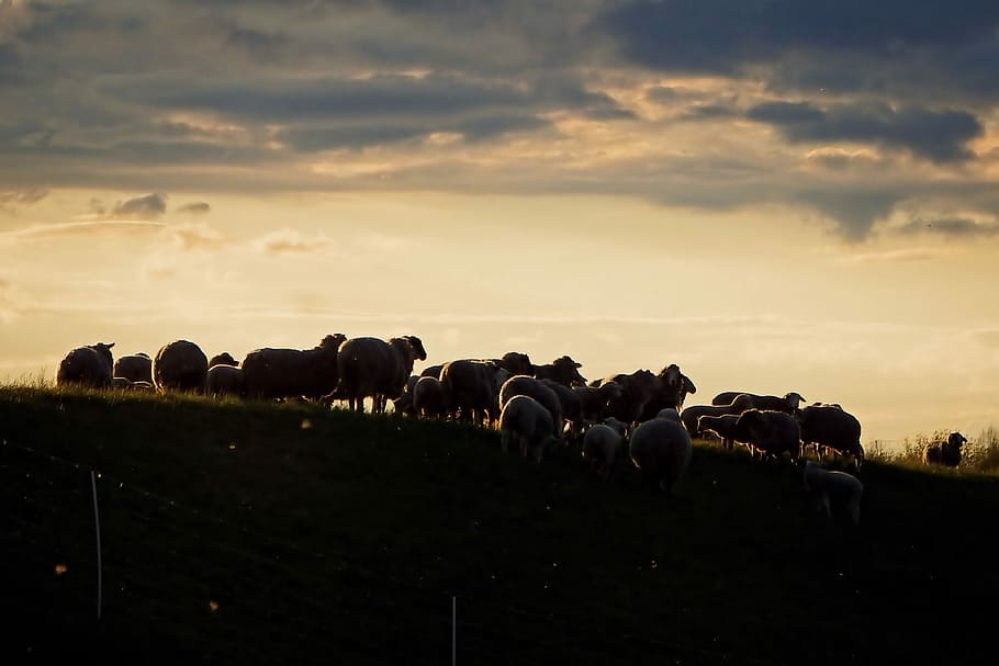 Flock, Sheep, Sunset, flock of sheep, abendstimmung, dusk, silhouette, HD wallpaper