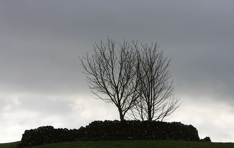 trees, silhouette, winter, tree silhouette, sky, moody, lonely HD wallpaper
