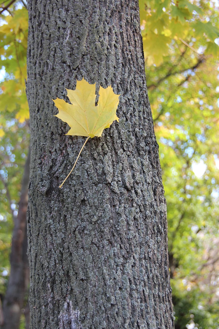 autumn, maple, listopad, landscape, maple leaf, golden autumn HD wallpaper