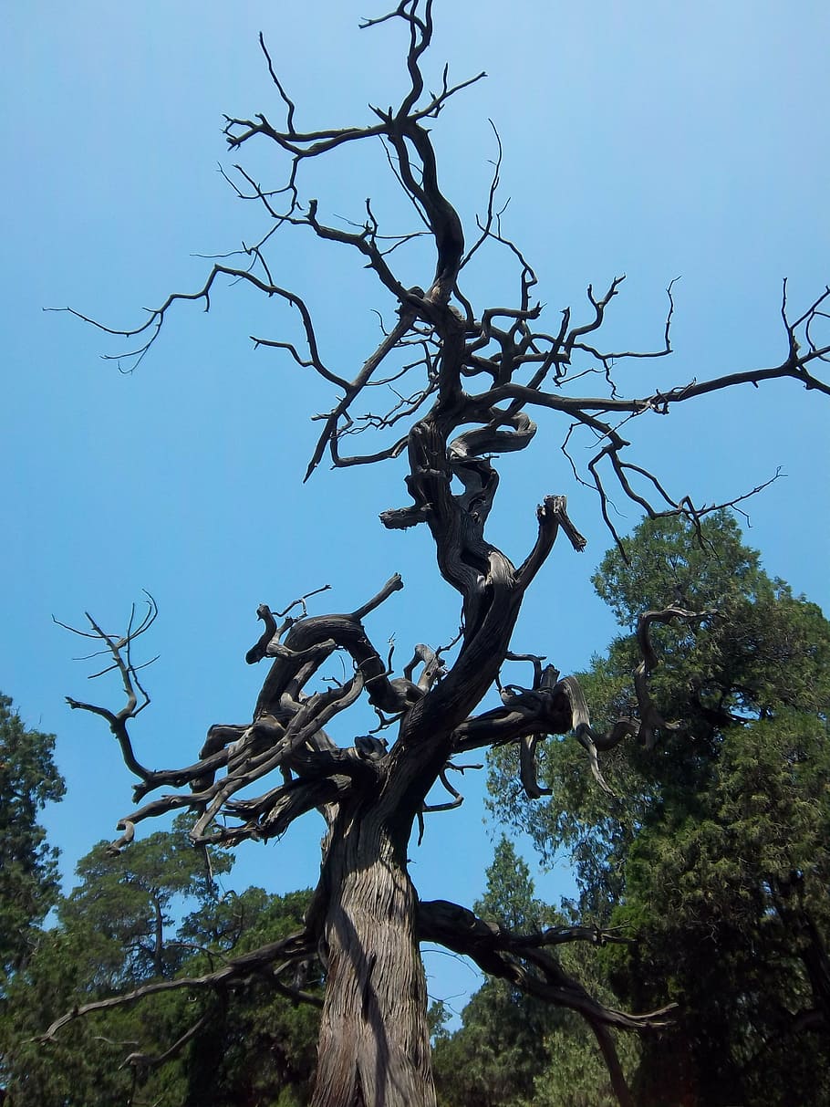 tree, gnarled, twisted, branches, wood, nature, plant, low angle view HD wallpaper