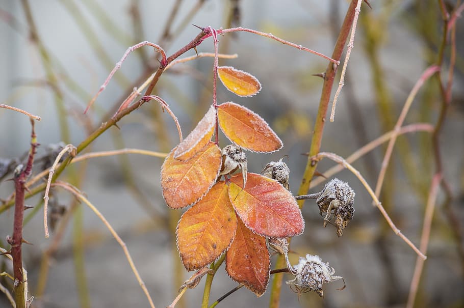 frost, leaf, yellow, orange, rose petals, plant, garden, frozen HD wallpaper