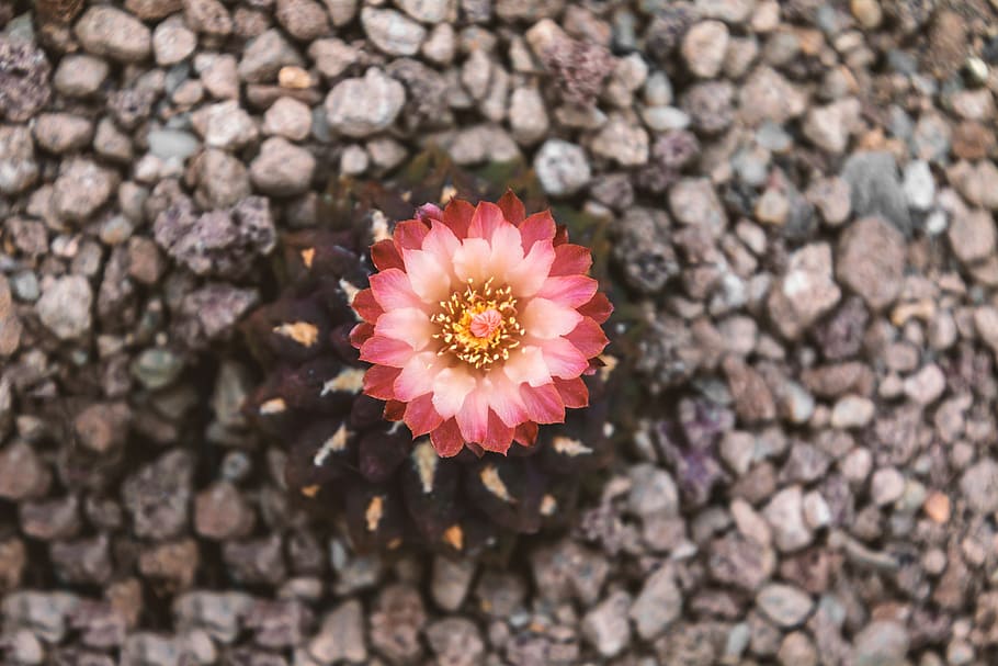 pink and white flower, cactus, blossom, bloom, red, yellow HD wallpaper