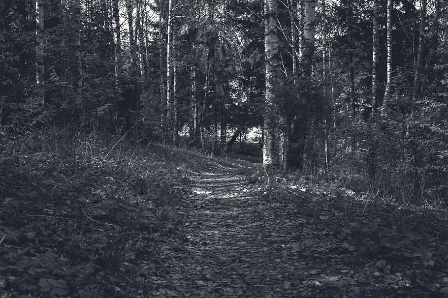forest, track, tree, land, plant, direction, tranquility, the way forward HD wallpaper