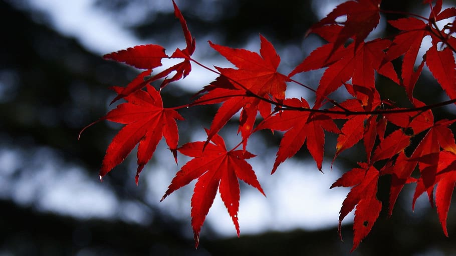 klitschko, whether or not, plant part, leaf, autumn, change HD wallpaper
