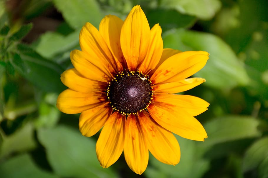 flower, yellow, summer, macro, flowering plant, petal, freshness HD wallpaper