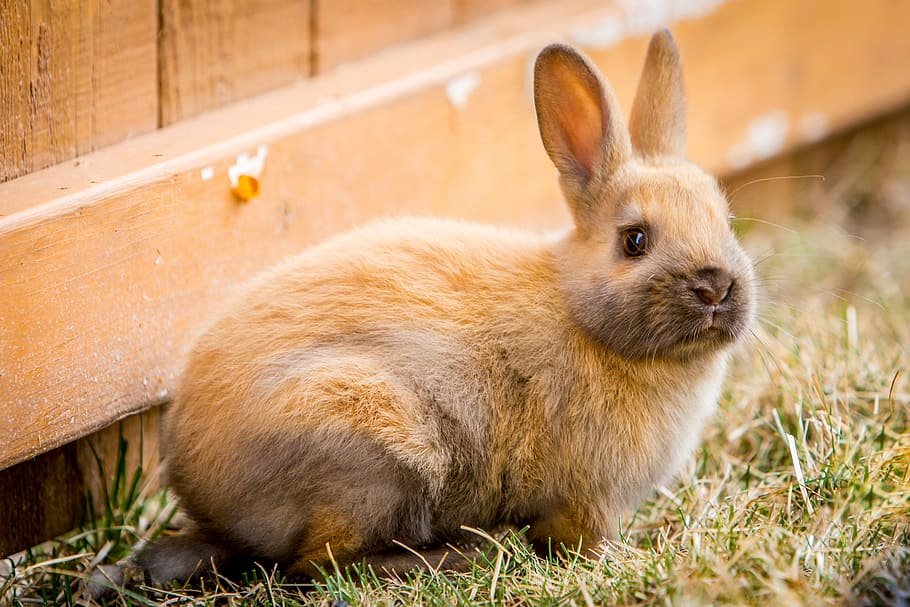 tilt shift lens photography of brown rabbit, bunny, easter HD wallpaper