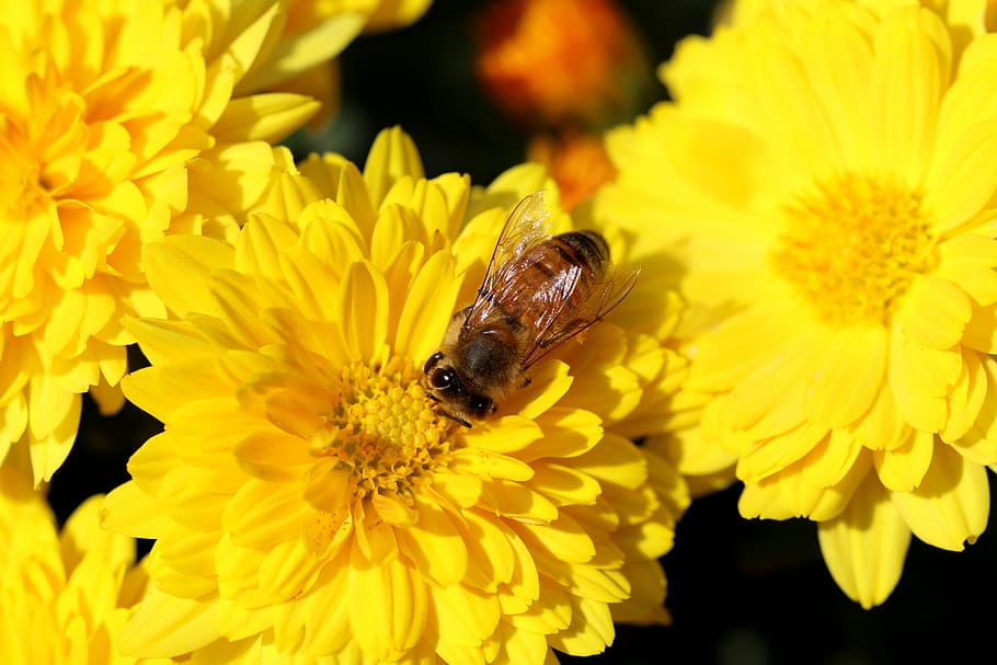 chrysanthemum, flowers, bee, insects, plants, autumn, nature HD wallpaper
