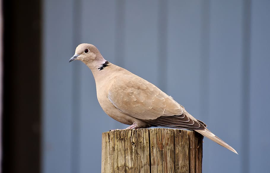 beige and brown short-beaked bird perched on post, collared HD wallpaper