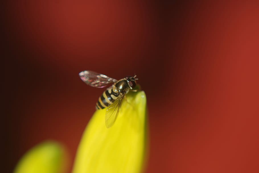 Fly, Insect, Striped, Nature, Macro, one animal, animal themes HD wallpaper