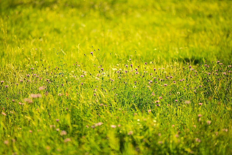 Green Grass Image, bloom, blossom, flora, flowers, nature, green color HD wallpaper