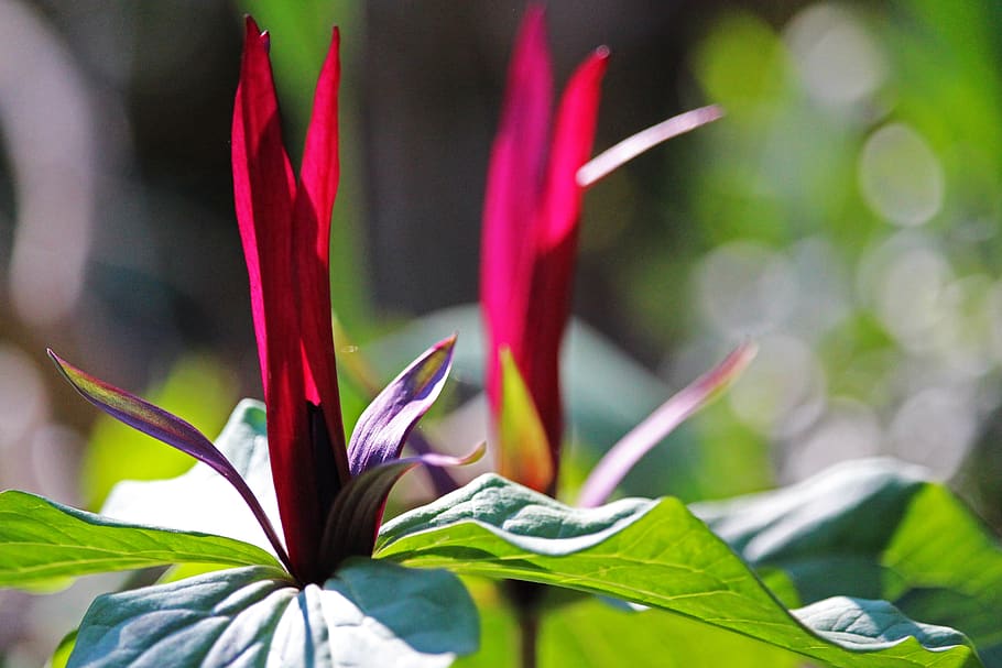 three sheet, forest lily, spring, early bloomer, nature, spring flower HD wallpaper