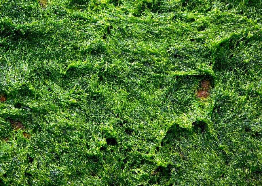 alga, algae, seaweed, plant, texture, ocean, green, marine, HD wallpaper