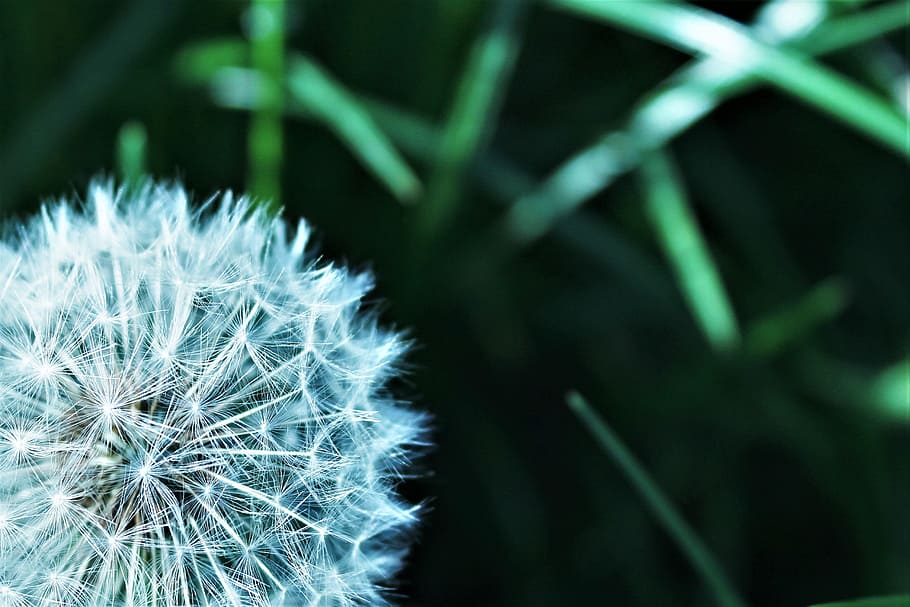 papapie, spring, nature, plant, growth, beauty in nature, flower HD wallpaper