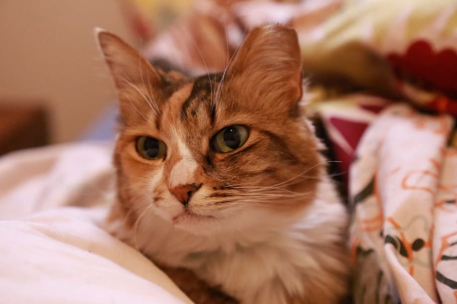 Cat, Portrait, Domestic, Cute, Pet, feline, kitty, close, resting, HD wallpaper