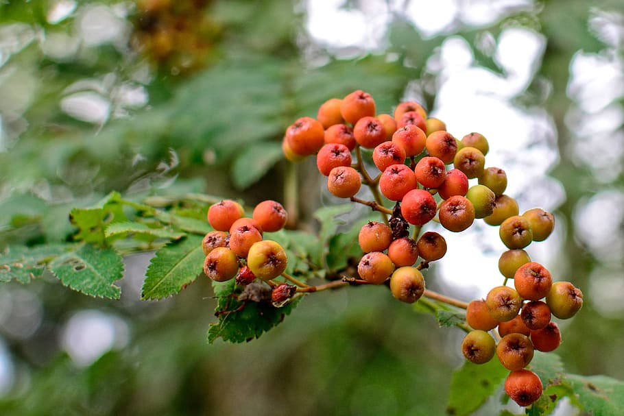 fruit, rowan, mountain ash, red, berries, fruits, deciduous tree HD wallpaper