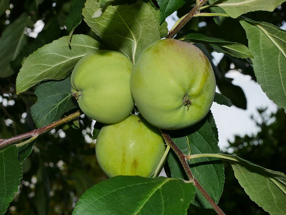 apple tree, green, fruit, nature, close, branch, green apple HD wallpaper