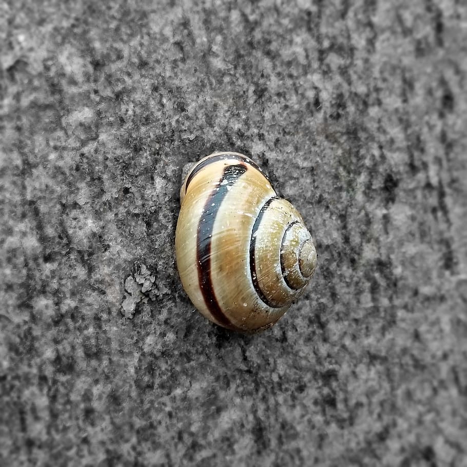snail, animal, nature, shell, slowly, garden, animal world HD wallpaper