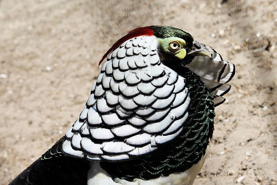 diamond pheasant, bird, feather, one animal, animal wildlife HD wallpaper
