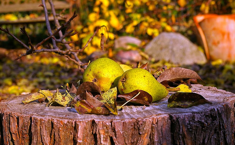 selective focus photo of pier fruits, pears, harvest, autumn HD wallpaper