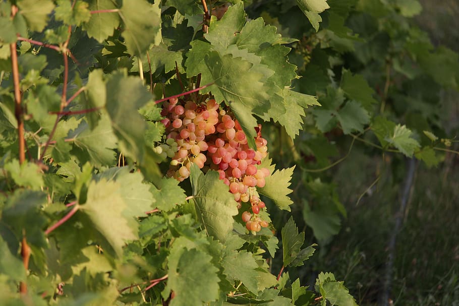 grapes, garden, harvest, food and drink, fruit, healthy eating HD wallpaper