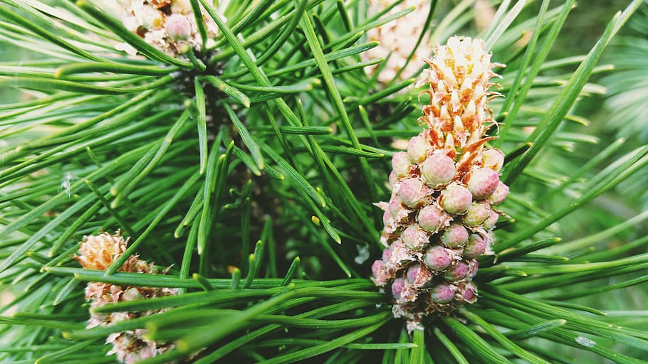 spruce, macro, branch, pine cone, needles, conifer, plant, flower HD wallpaper