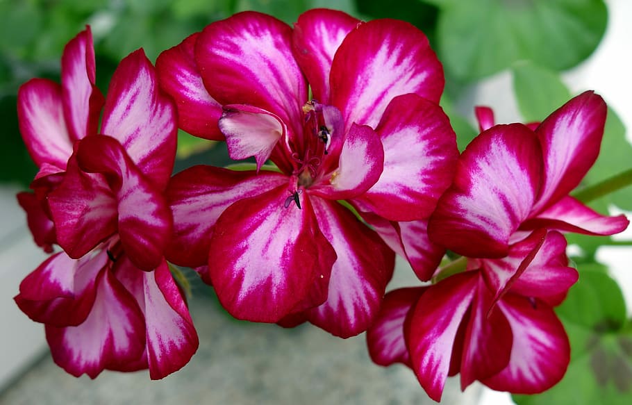 geranium, flower, plant, blossom, bloom, nature, summer, flower box HD wallpaper