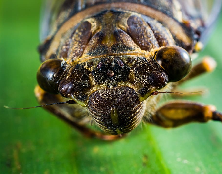 insect, new insect, whopper, close up, animal themes, close-up HD wallpaper