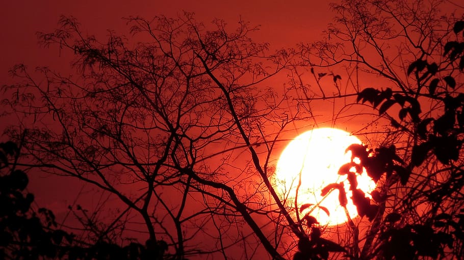 Sunset, Sky, Travel, summer, tree, bare tree, branch, beauty in nature HD wallpaper