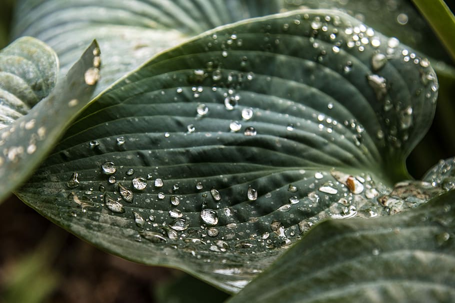 Plant, Rainy Day, Leaf, Water, summer, fresh, macro, dew, green HD wallpaper