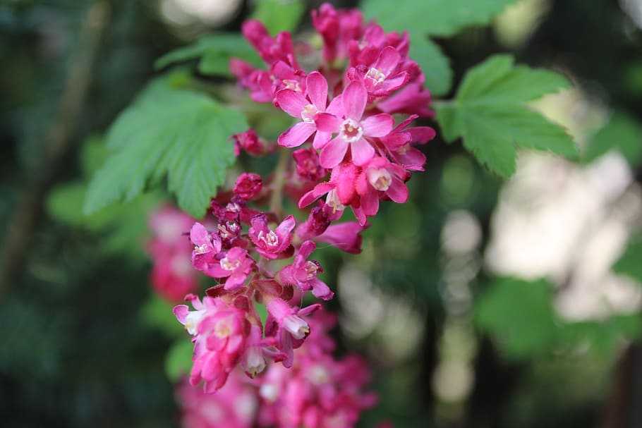 flower, nature, pink, flowering plant, vulnerability, pink color HD wallpaper