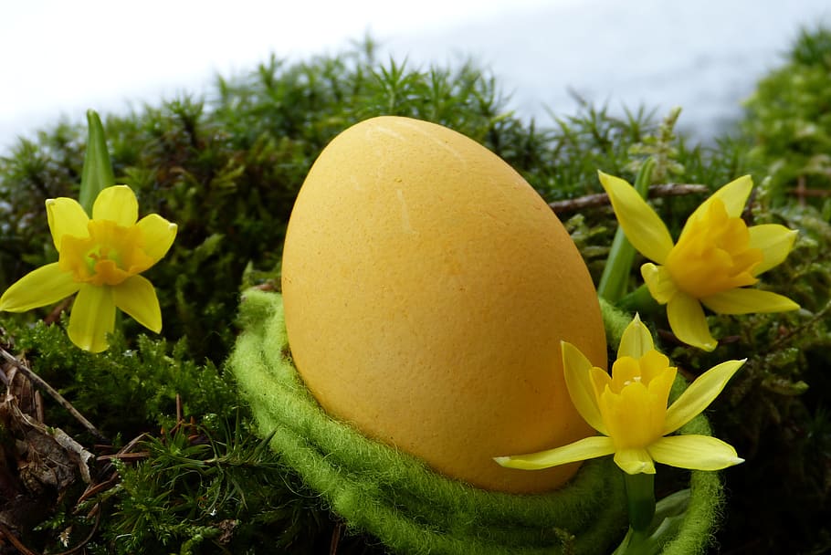 yellow egg beside flowers, easter egg, daffodils, snow, moss HD wallpaper