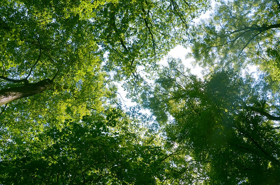 trees, branches, view, heaven, treetops, nature, background HD wallpaper