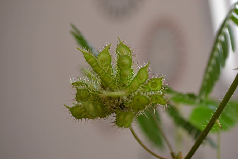 Nature, Macro, Seeds, green, green color, plant, close-up, growth HD wallpaper