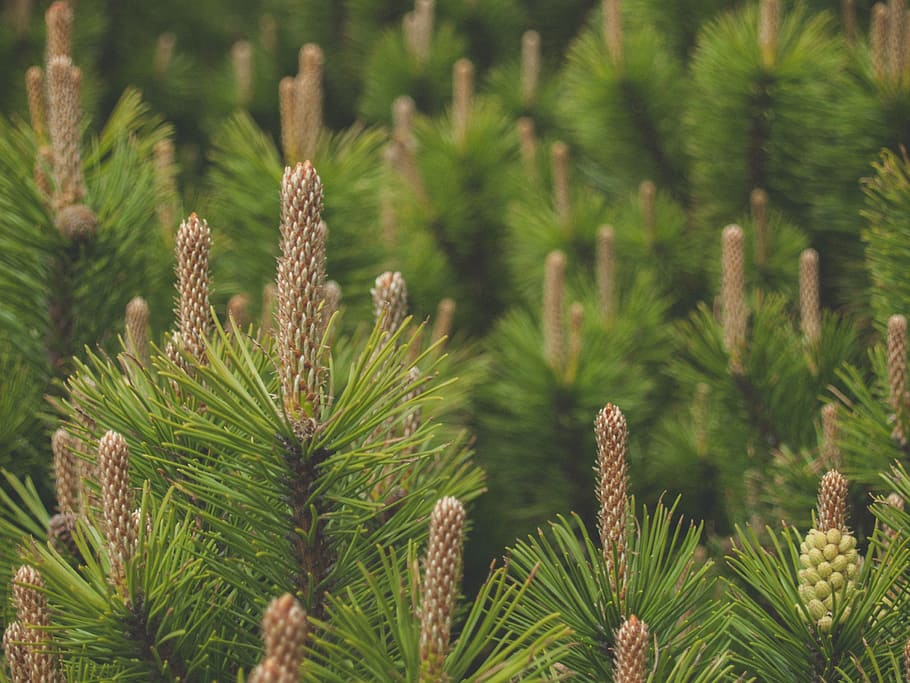 Pine, Conifer, Nature, Branches, Needles, summer, finnish, growth HD wallpaper