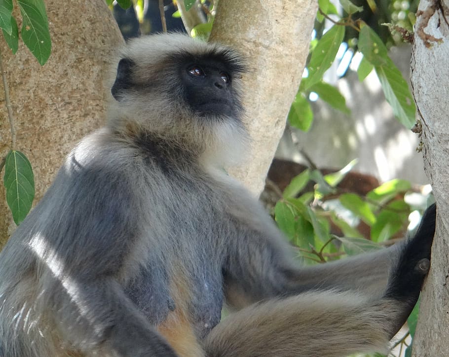gray langur, monkey, animal, mammal, female, hanuman langur HD wallpaper