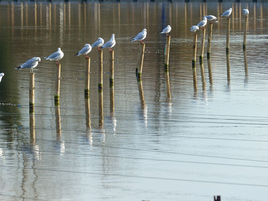 Seagulls, Water, Posts, animals in the wild, animal themes HD wallpaper