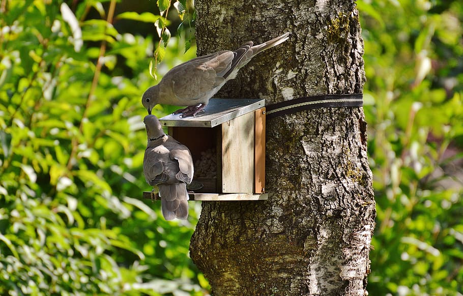 two gray birds on bird house during daytime, aviary, pigeons HD wallpaper